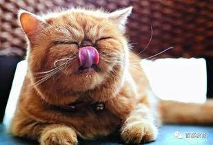 娱乐吃瓜猫的作品